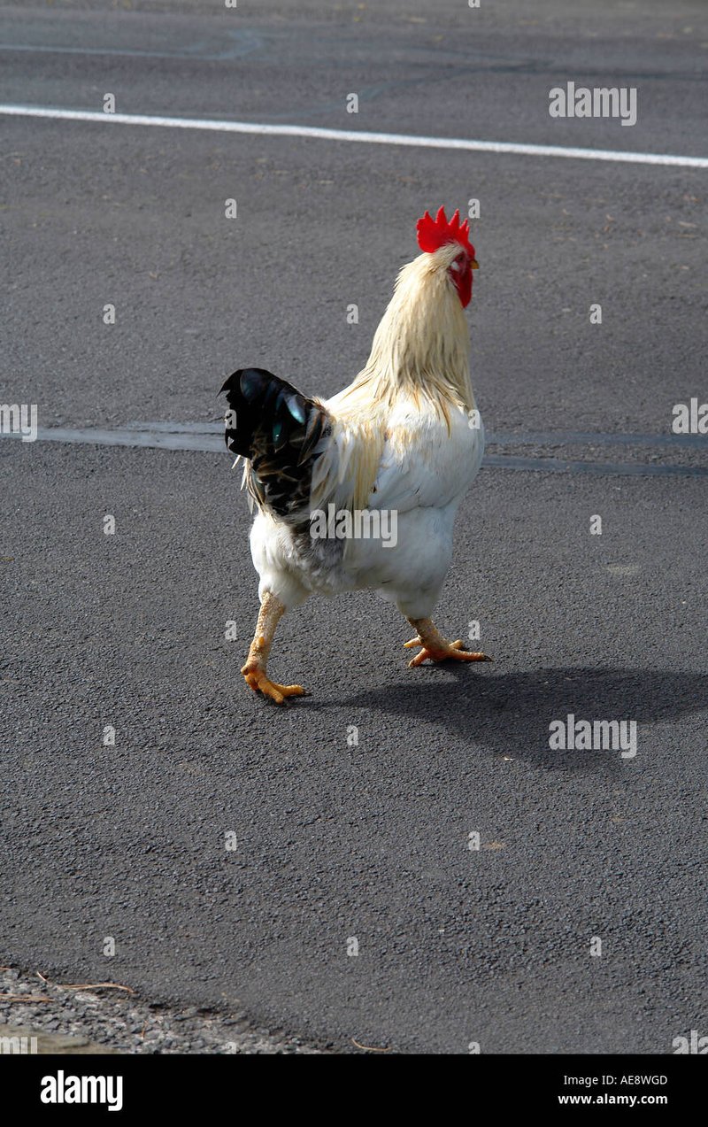Netherlands - chicken road nederland