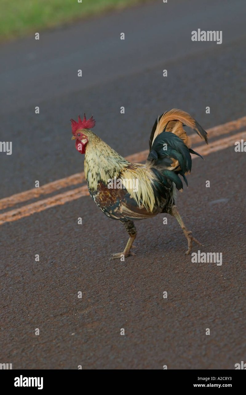 Explore chicken road game